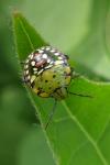 Nezara viridula