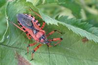 Rhynocoris iracundus