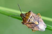 Carpocoris purpureipennis