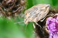 Odontotarsus robustus
