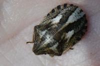 Eurygaster testudinaria
