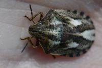 Eurygaster testudinaria
