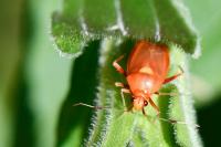 Deraeocoris ruber