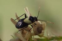 Auchenocrepis minutissima