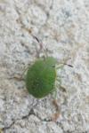 Palomena prasina