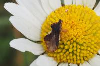 Phymata crassipes