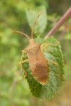 Gonocerus acuteangulatus