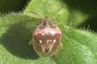 Stagonomus bipunctatus