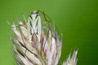 Stenotus binotatus