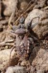 Coranus griseus