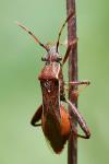 Camptopus lateralis