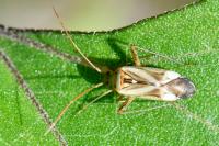 Adelphocoris lineolatus