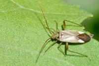 Adelphocoris lineolatus