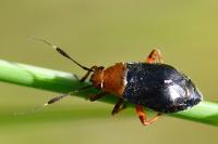 Capsus ater