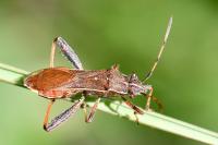 Camptopus lateralis
