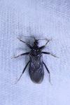 Reduvius personatus