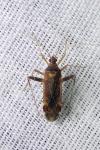 Phytocoris ulmi
