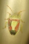 Piezodorus lituratus