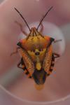 Carpocoris mediterraneus atlanticus