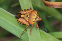 Carpocoris mediterraneus atlanticus