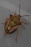Carpocoris mediterraneus atlanticus