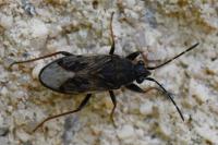 Peritrechus gracilicornis