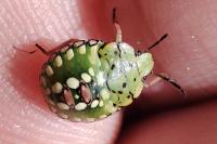 Nezara viridula