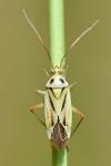 Stenotus binotatus