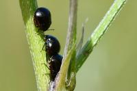 Coptosoma scutellatum