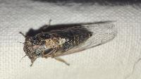 Tettigettalna argentata
