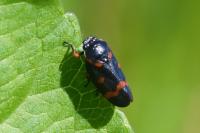 Cercopis intermedia