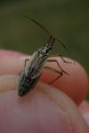 Leptopterna dolabrata