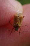 Brachycoleus pilicornis