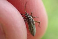 Leptopterna dolabrata