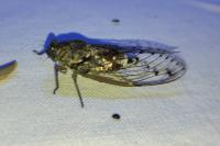 Cicada orni
