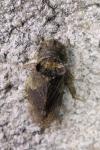 Ledra aurita