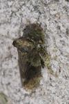 Ledra aurita