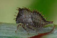 Stictocephala alta