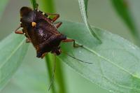 Pentatoma rufipes