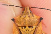Carpocoris mediterraneus atlanticus