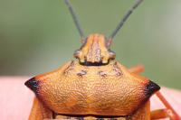 Carpocoris mediterraneus atlanticus
