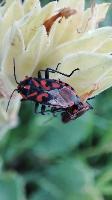 Spilostethus saxatilis