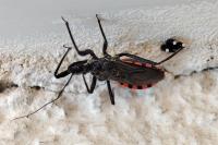 Sphedanolestes sanguineus