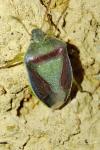 Piezodorus lituratus