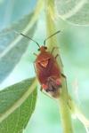 Deraeocoris ruber