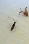 Heterotoma planicornis