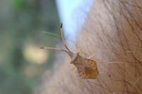 Syromastus rhombeus