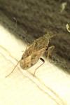 Peritrechus gracilicornis
