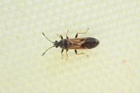 Ischnodemus sabuleti / Ischnodemus quadratus