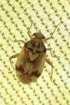 Lygus pratensis